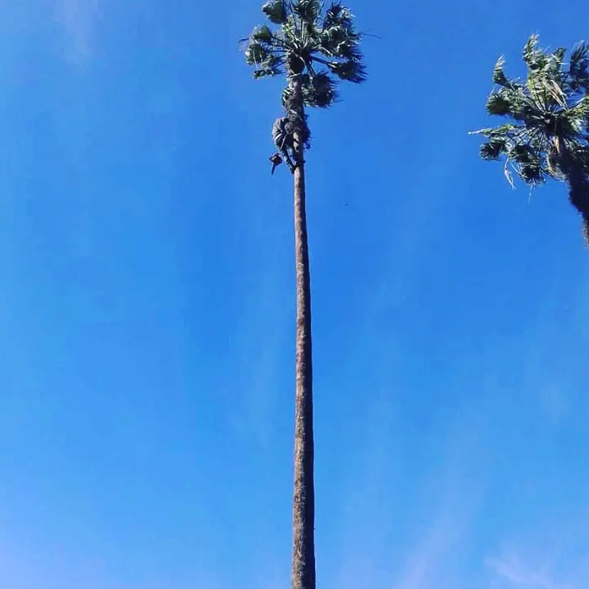 Trabajo en altura sobre palmera de gran porte